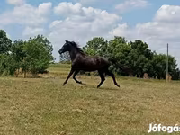 Kůň, American paint horse — foto 2