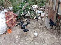 Chickens — foto 1