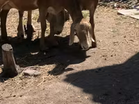 Oveja, Hissar sheep — foto 2