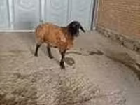 Goat, Alpine goat — photo 6