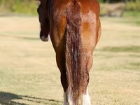 Faras dhaddig, Horses — sawirka 4