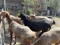 Baran, Arashan sheep — zdjęcie 8