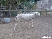 Ոչխար, Lacaune sheep — լուսանկար 3