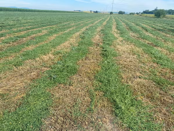 Lucernă