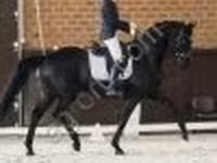 公马, Horses — 照片 2