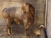 قوچ, Tian-Shan semifinewool sheep — عکس 3
