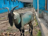 Dê đực, Dê — ảnh 2