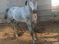 Kůň, Koně — foto 2