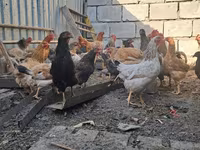 Chickens — foto 4