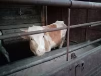 سانڈ, Simmental cattle — تصویر 5
