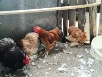 Chickens — عکس 3