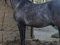 Koń, Friesian sport horse — zdjęcie 5