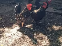 Chickens — снимка 3