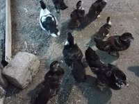 Ducks — foto 2
