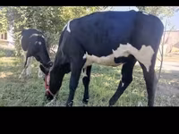 ላም, Holstein breed — ፎቶ 4