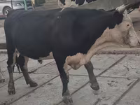 گاو نر, Simmental cattle — عکس 3