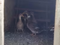 Ducks — Foto 1