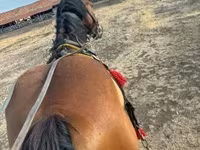Kuda jantan, Horses — foto 1