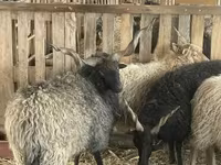Montone, Racka sheep — foto 5