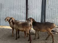 Ovce, Hissar sheep — foto 2