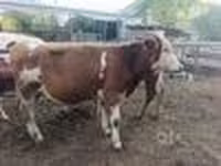 Bò đực, Simmental cattle — ảnh 6