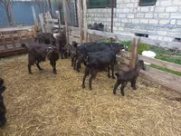 Capra, Damask goat — foto 8