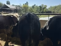گاو نر, Swiss cattle — عکس 3