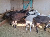 قوچ, گوسفند — عکس 2