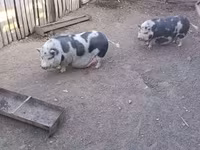 암퇘지, 돼지 — 사진 2