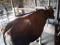 Krava, Simmental cattle — fotografija 3
