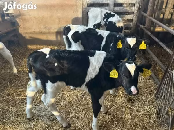 วัวตัวผู้, Russian Black pied cattle