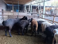 میش, Rhon sheep — عکس 1