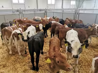 Bull, Cattle — photo 1