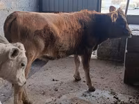 Крава, Swiss cattle — снимка 6