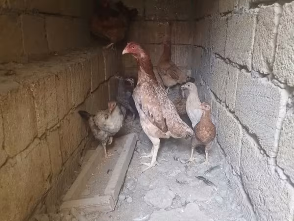 Chickens