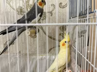 Məhsul: Nimfa (cockatiel) cütü və qəfəs dəsti Dişi ve Erkek, disi 6 — zdjęcie 1