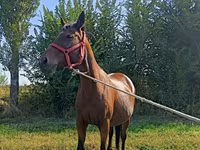 Klisna, Thoroughbred horse — foto 4