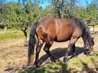 Hengst, Paarden — foto 2