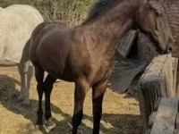 Hingst, Heste — foto 1