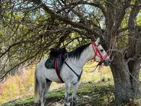 Ձի, Ձիեր — լուսանկար 6