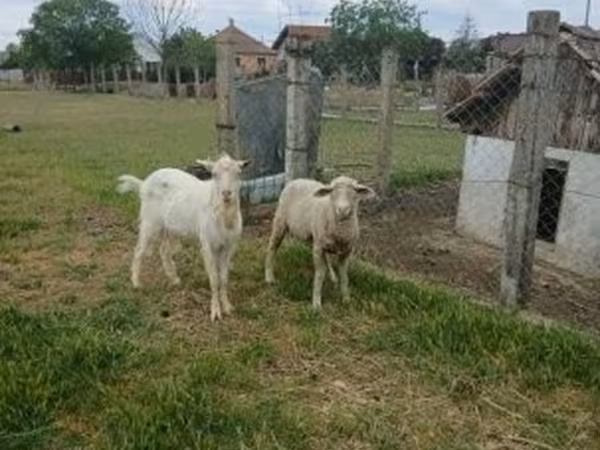 公羊, Merino sheep