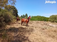 Iapă, Kisber felver — foto 5