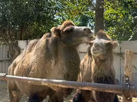 Unta jantan, Camels — foto 6