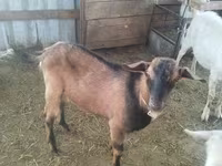 แพะตัวเมีย, Alpine goat — รูปภาพ 2