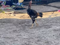 Chickens — fotografija 2