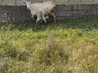Cabra, Cabras — foto 3