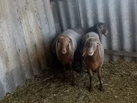 Pecora, Arashan sheep — foto 7