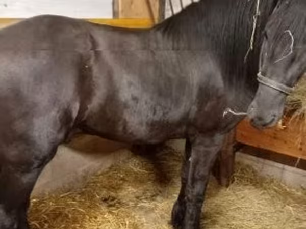 اسب نر, Friesian