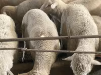 Ido, Sheep — sawirka 1