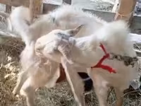 ፍየል, Goats — ፎቶ 1